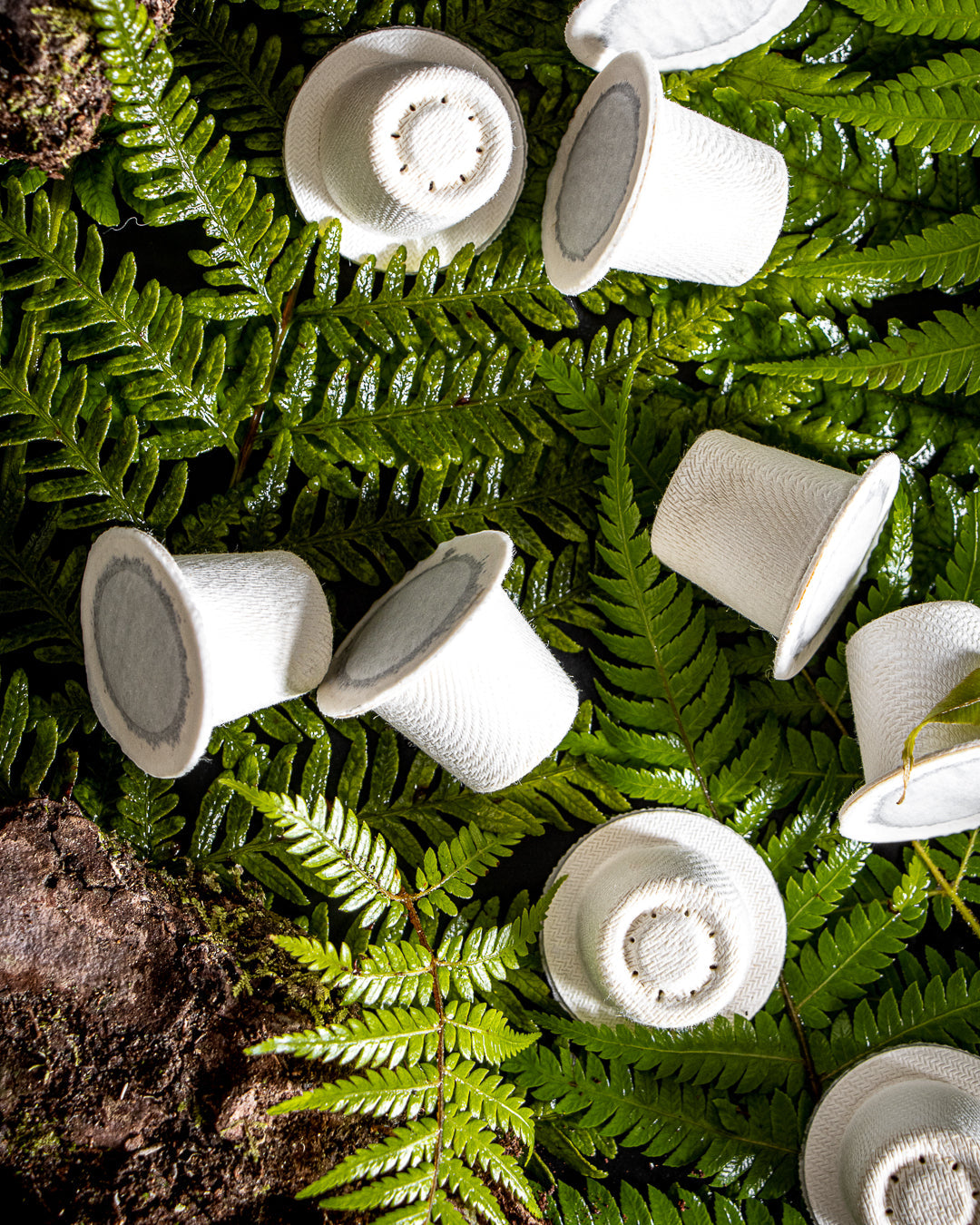 Indian Parchment - Strong